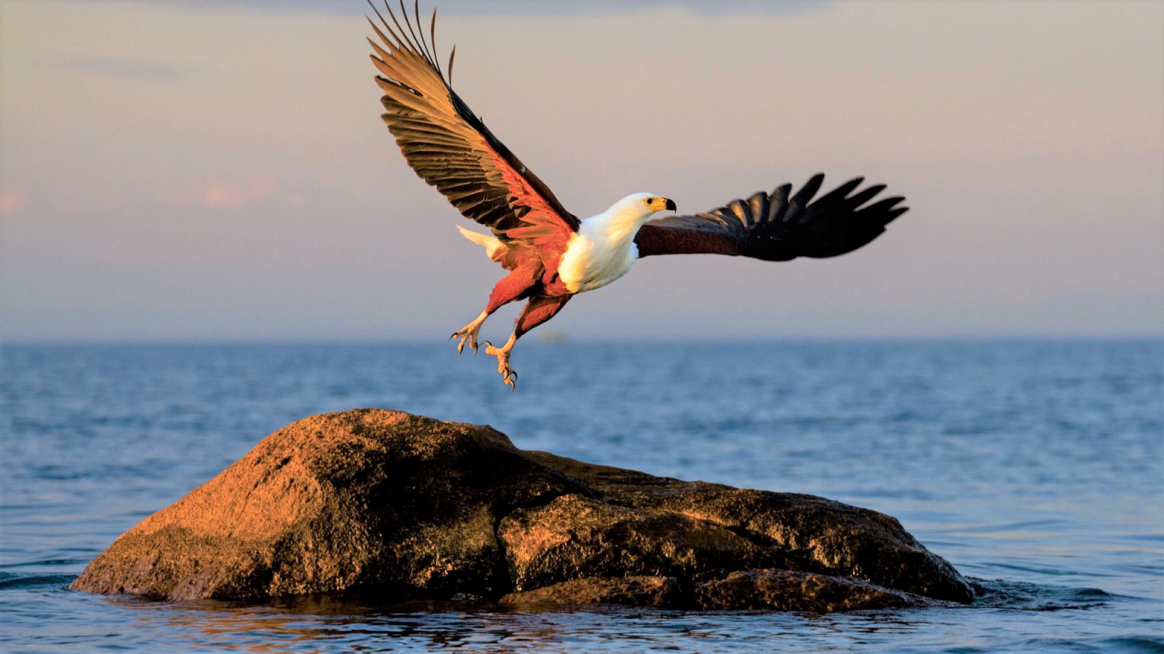 African Fish Eagle mumbo malawi safari beach hero