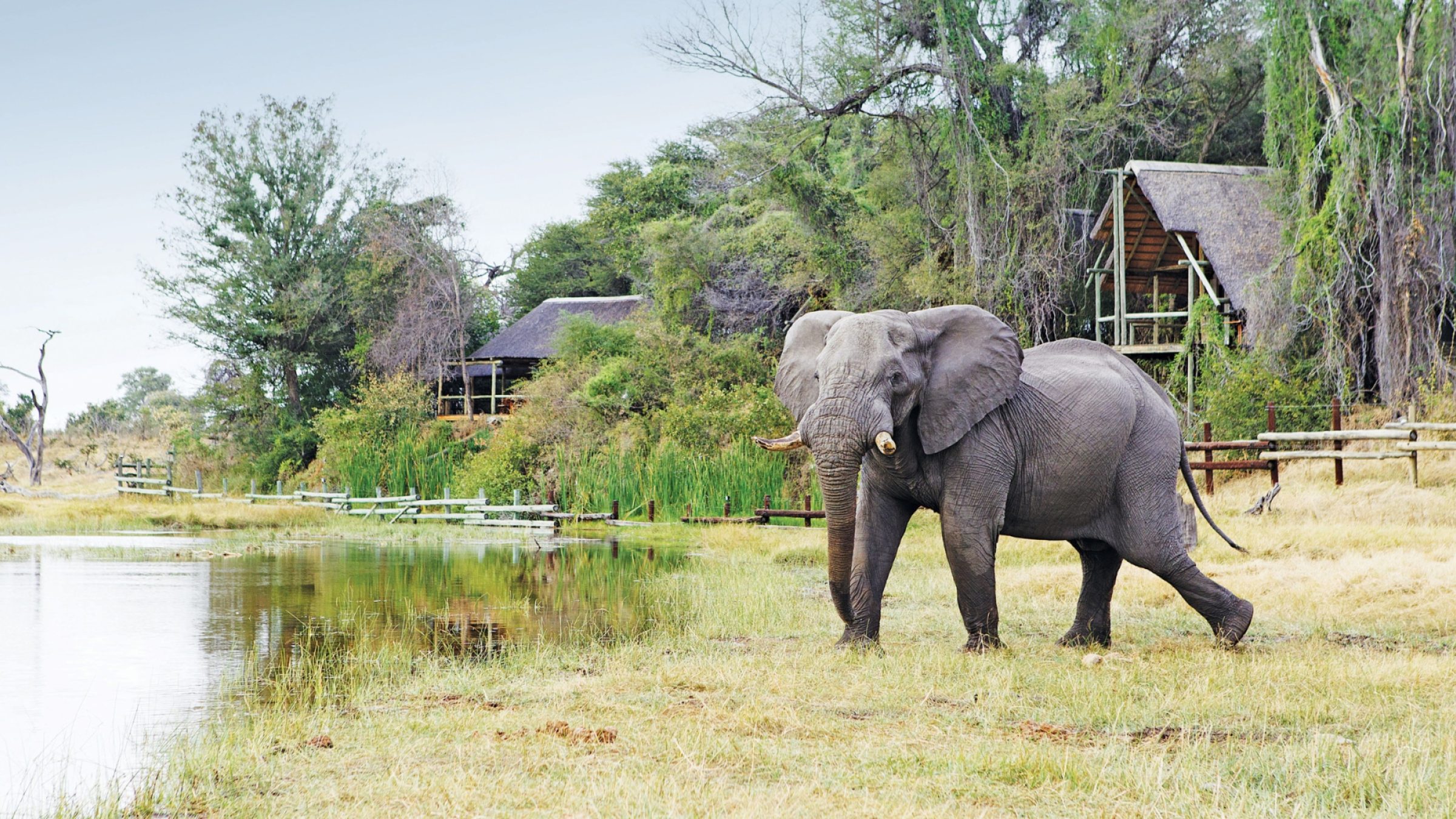 Botswana Safaris Savute Safari Lodge Hero