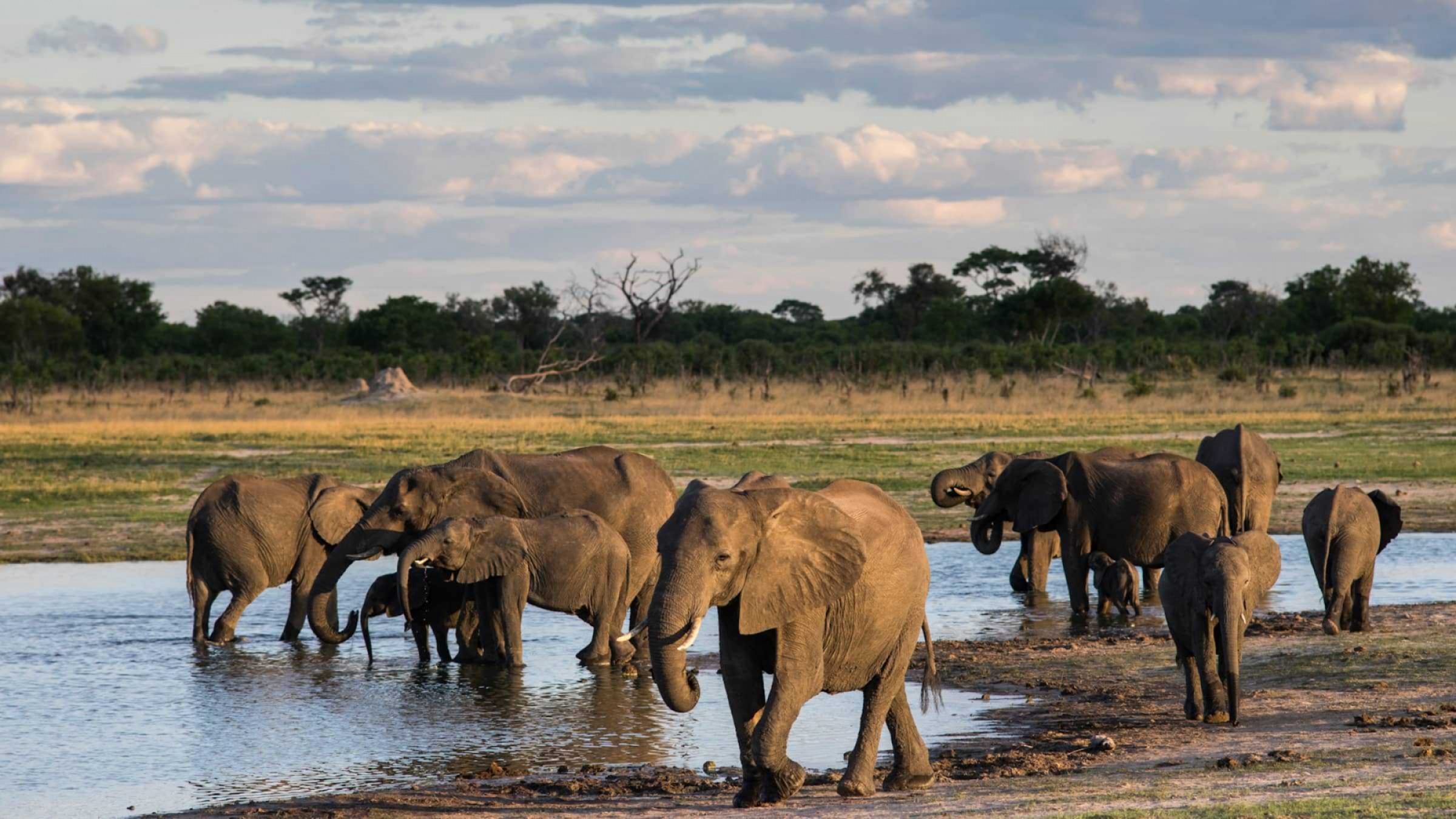 Hwange NP Hero