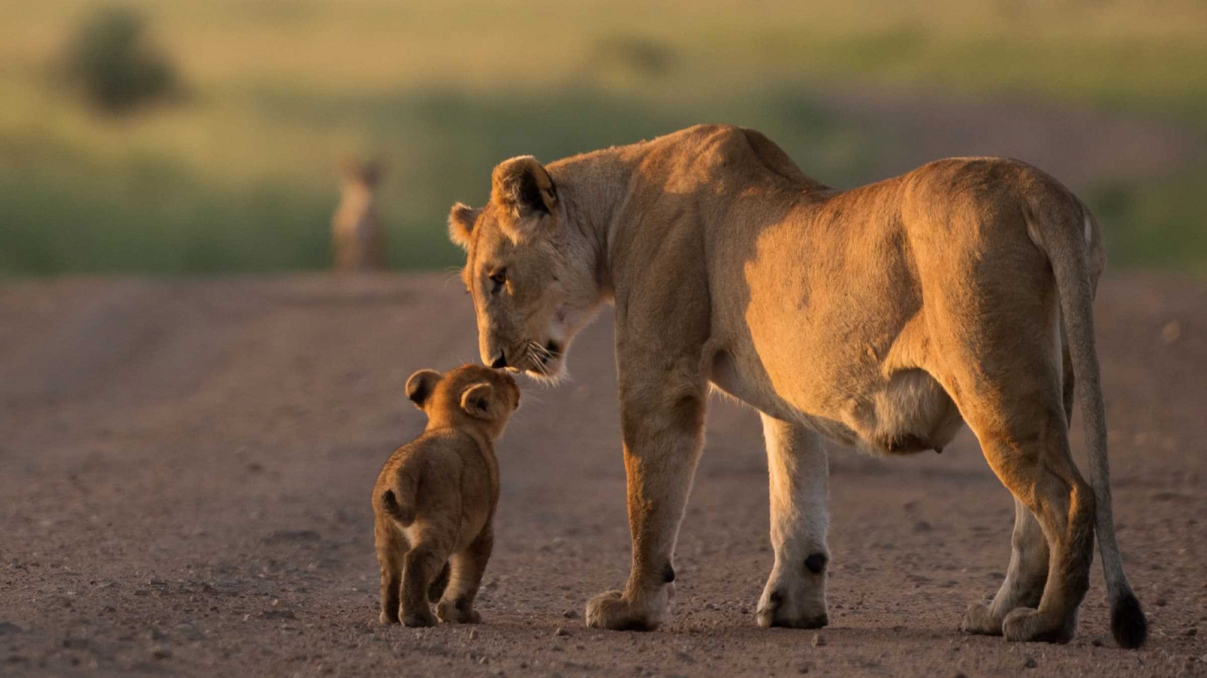 Lion and cub maasai mara