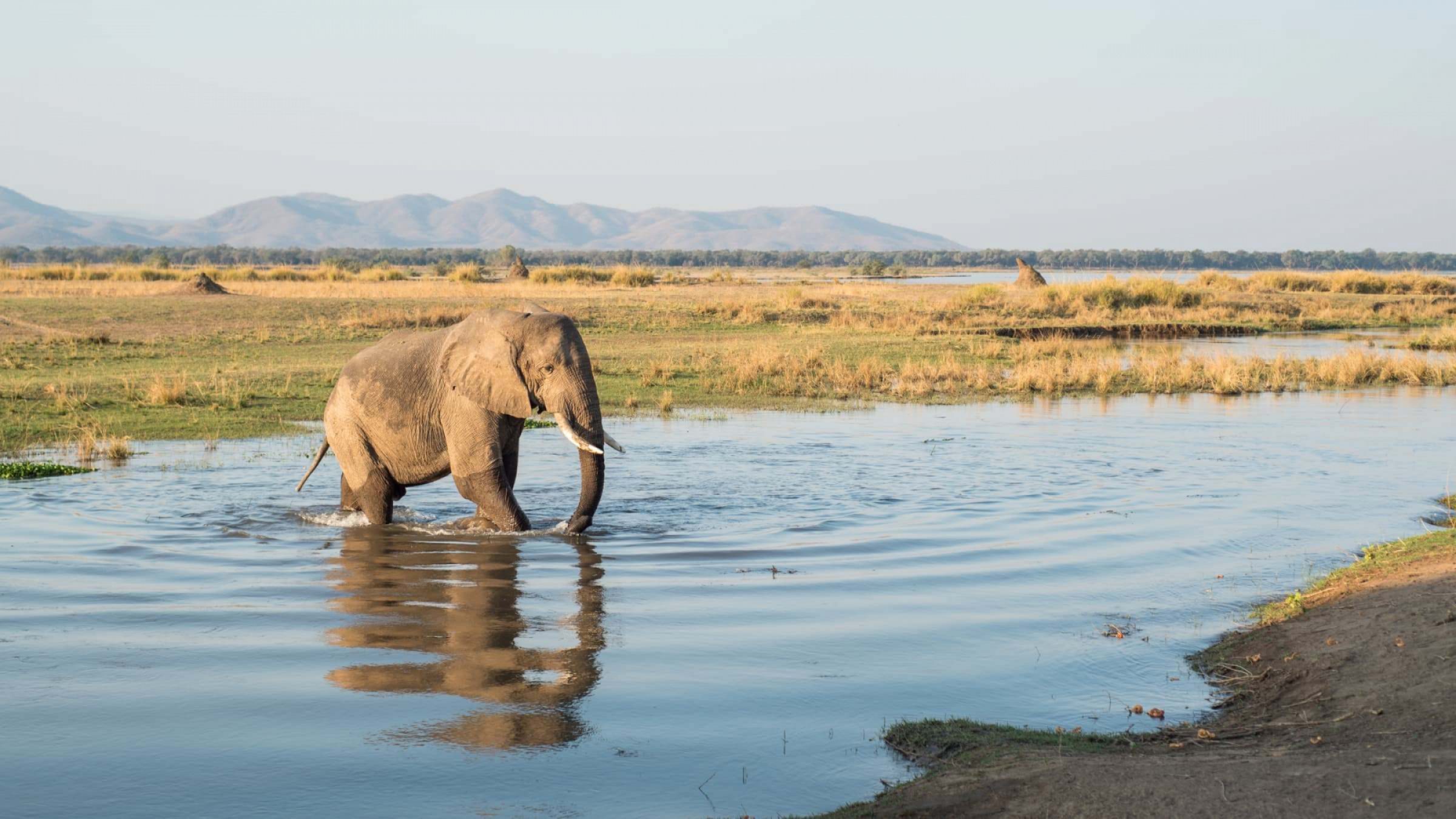 Mana Pools NP Hero