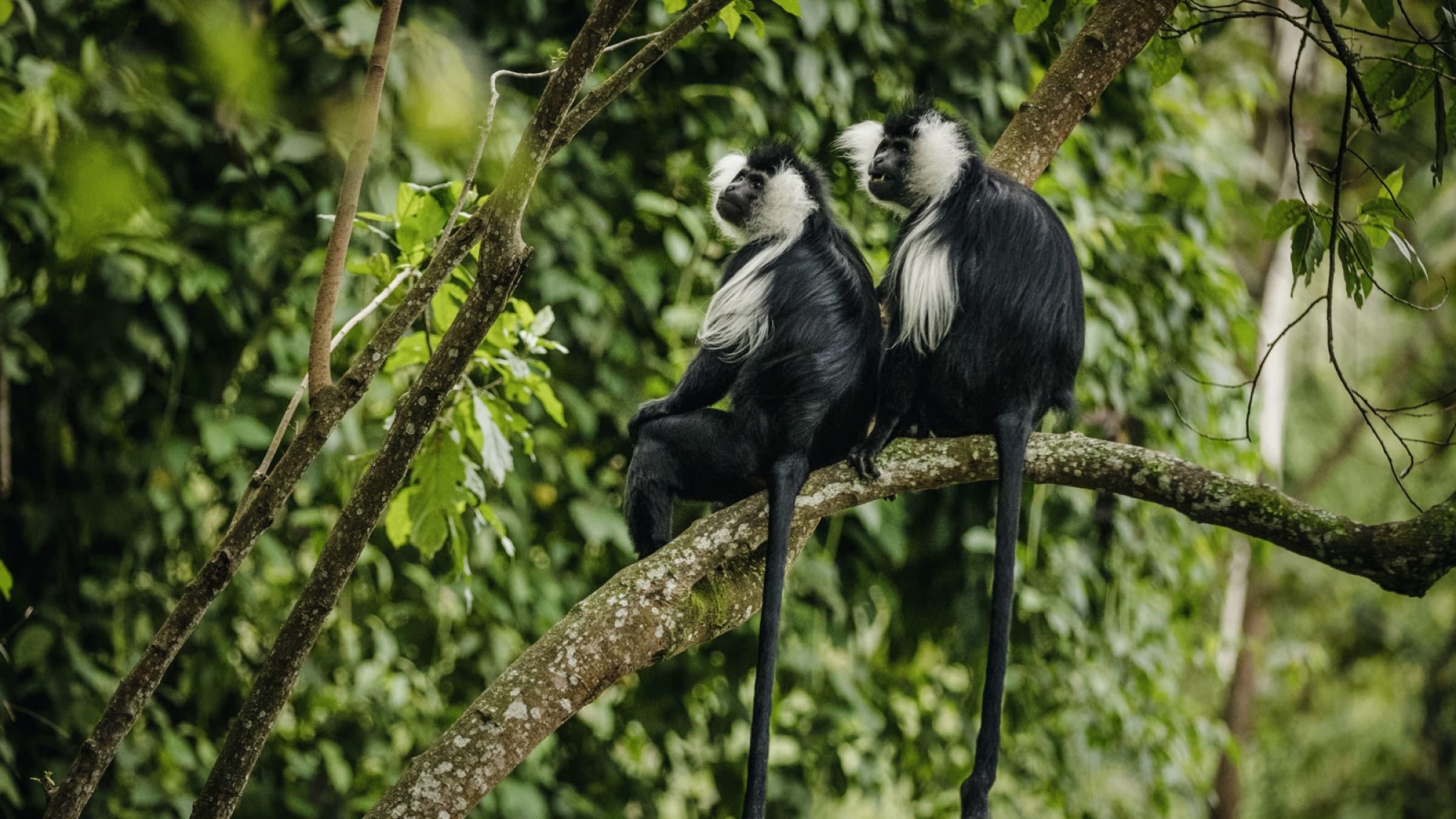 Nyungwe Forest Hero