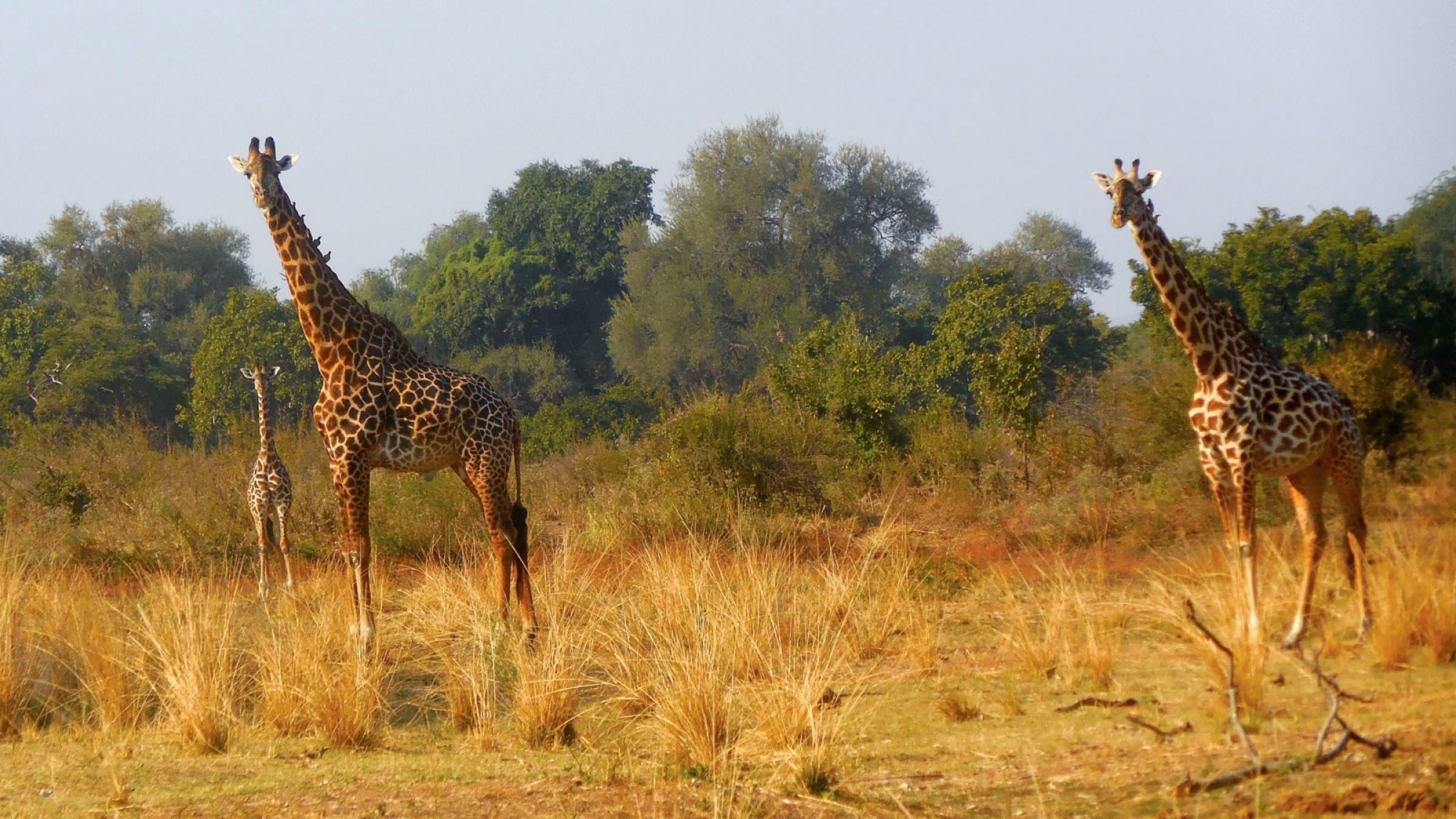 South Luangwa NP Hero