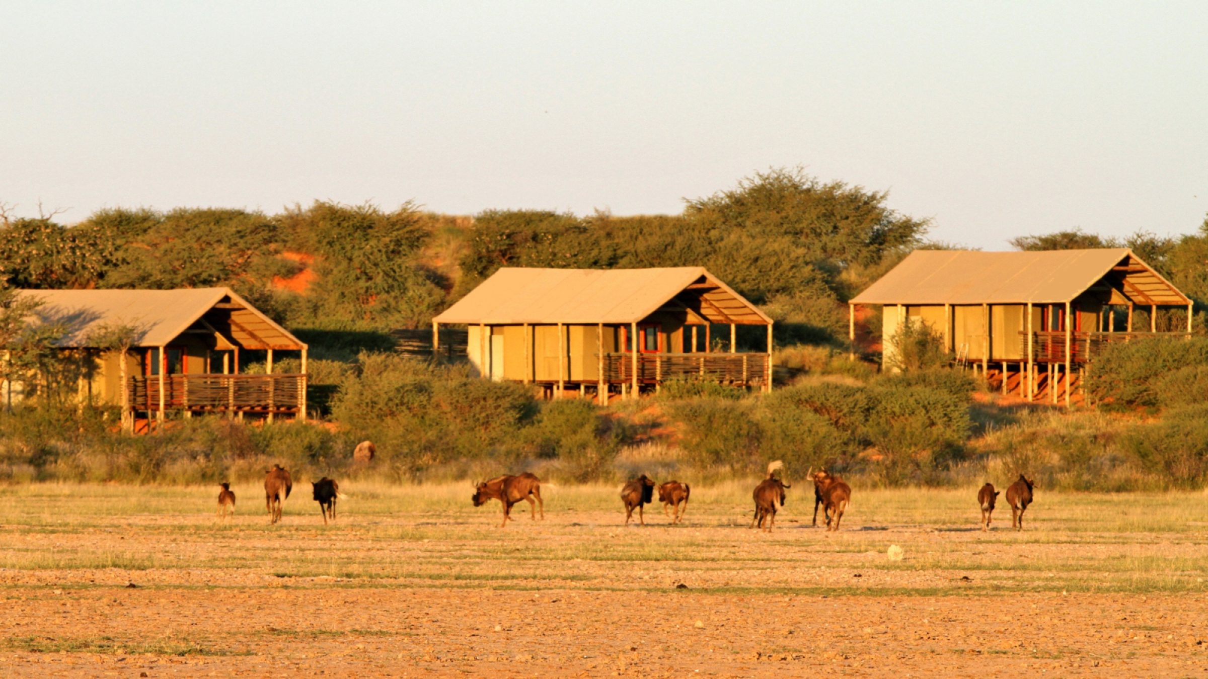 Suricate Tented Lodge Hero 1