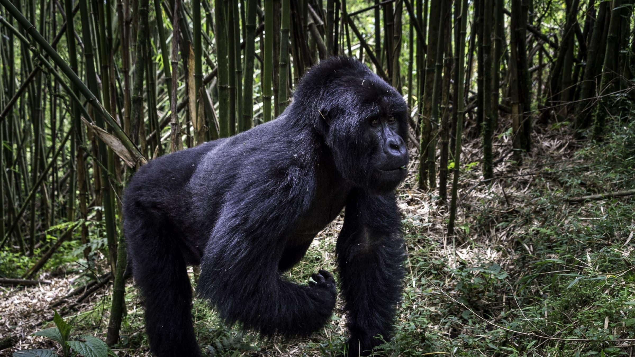 Bisate gorilla trek hero iconic exp