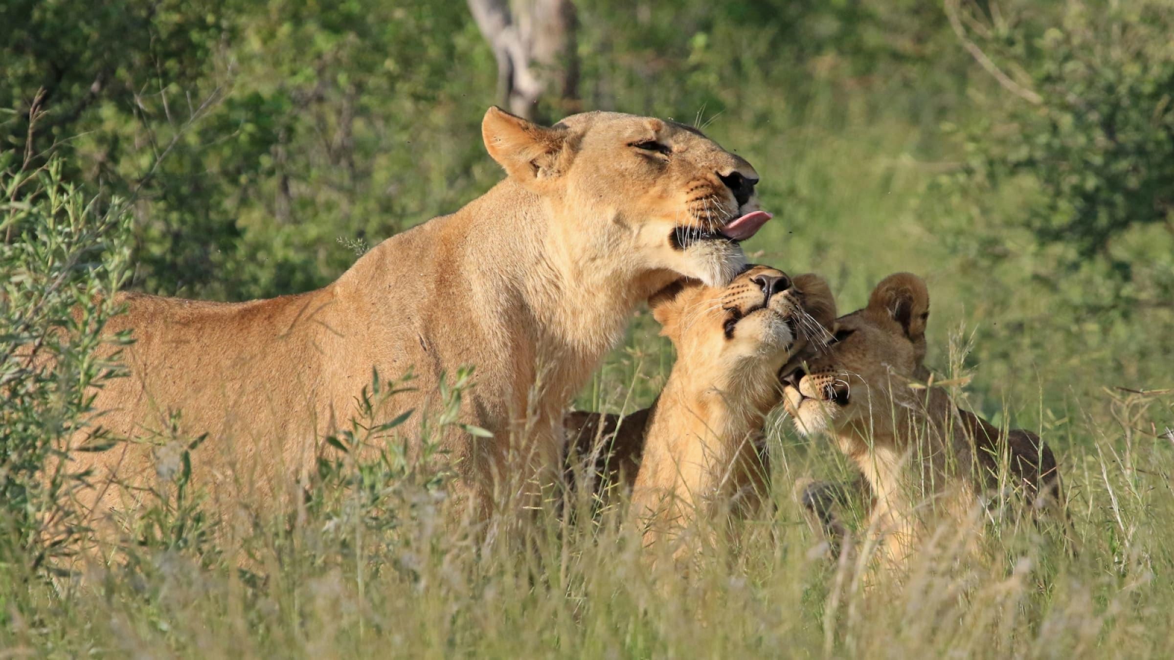 Botswana safari beach hero Lagoon Camp