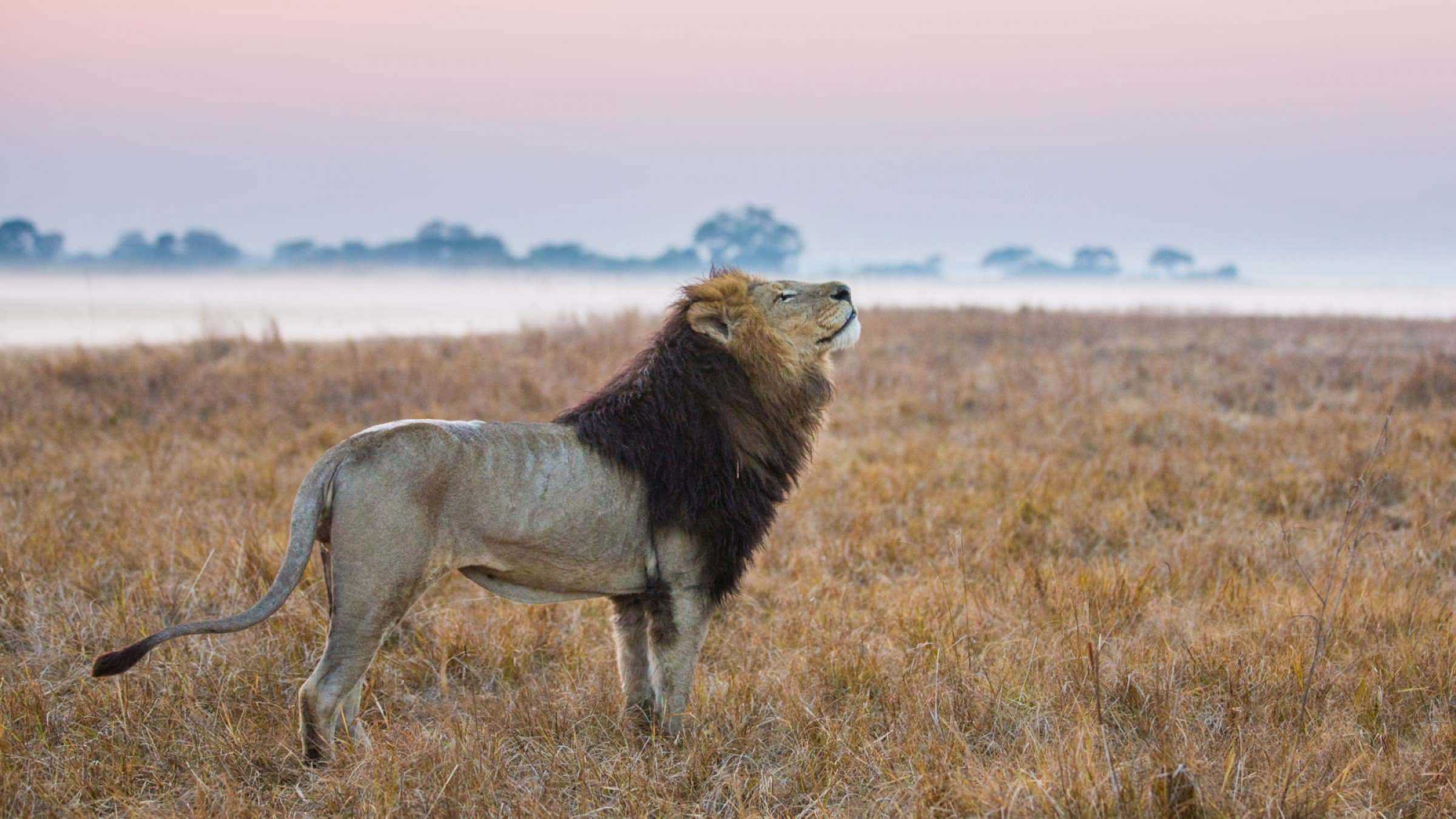 Busanga lion sunset zam safari beach hero