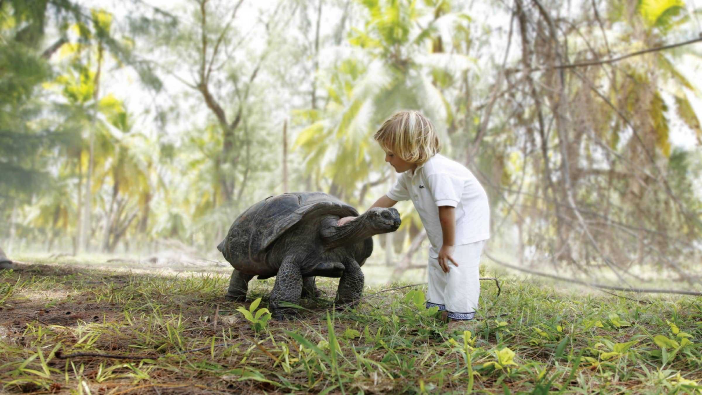 Four seasons family and tortoise