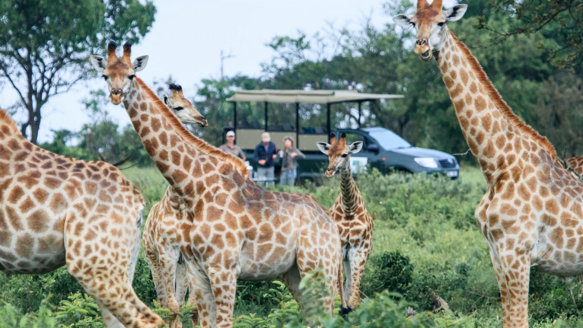 Safari and beach giraffe game drive