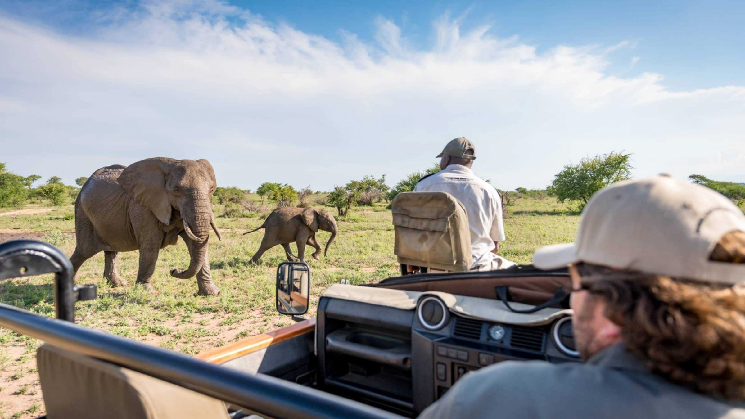 Kambaku game drive elephant SA safari beach hero