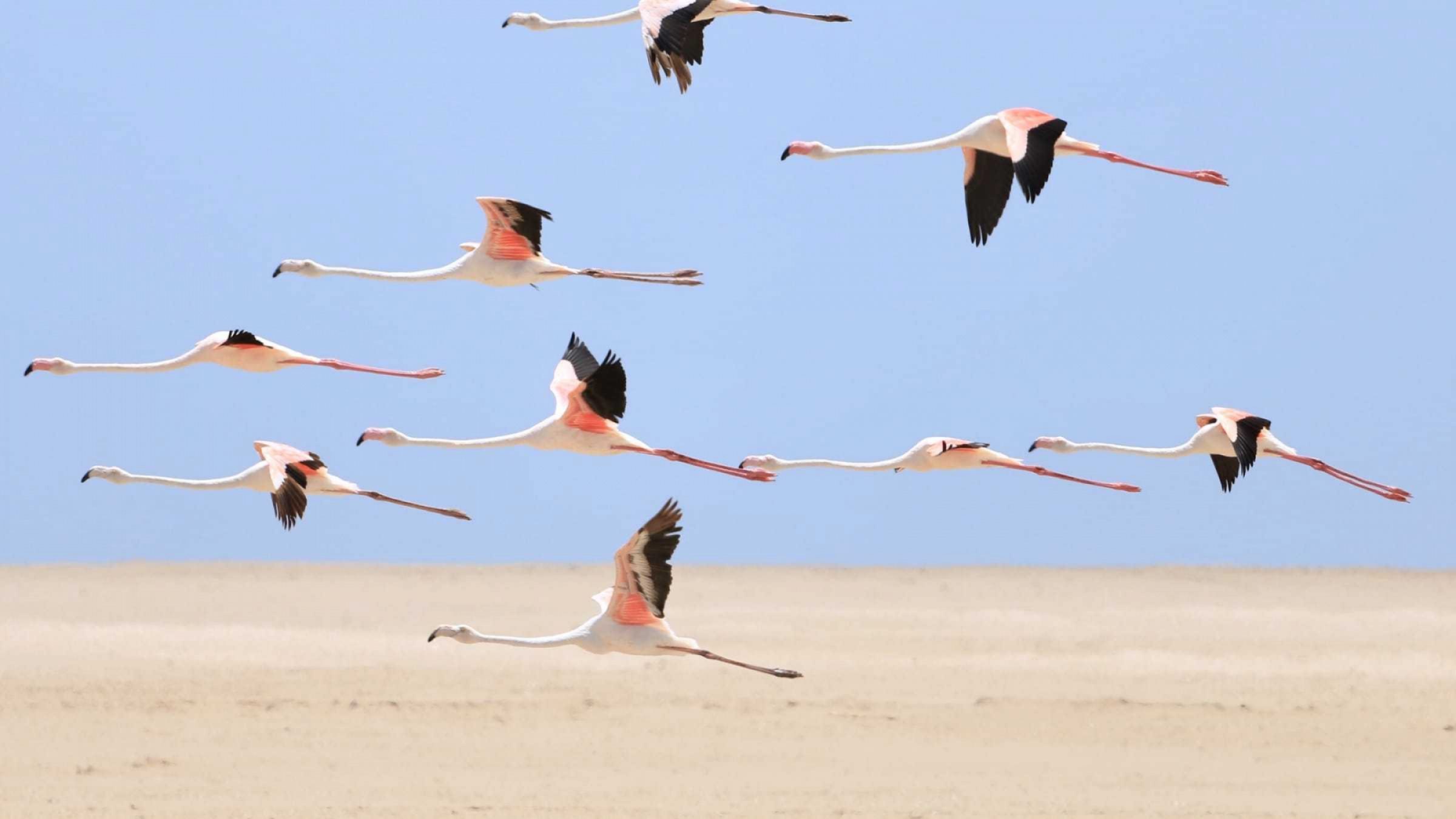 Pelican point namibia safari beach hero