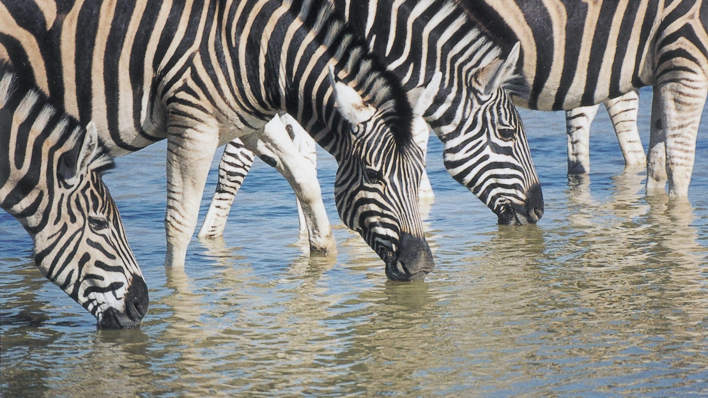 Zebra madikwe sanctuary makanyane