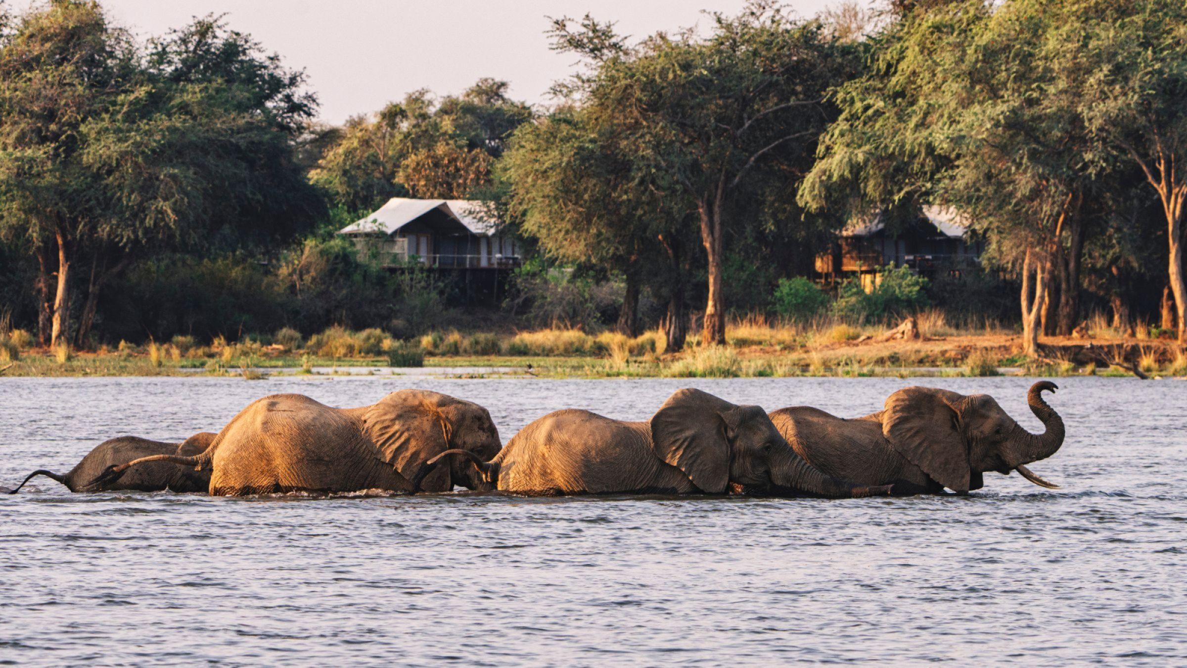 Elephant troop passing in front of dulini anabezi camp