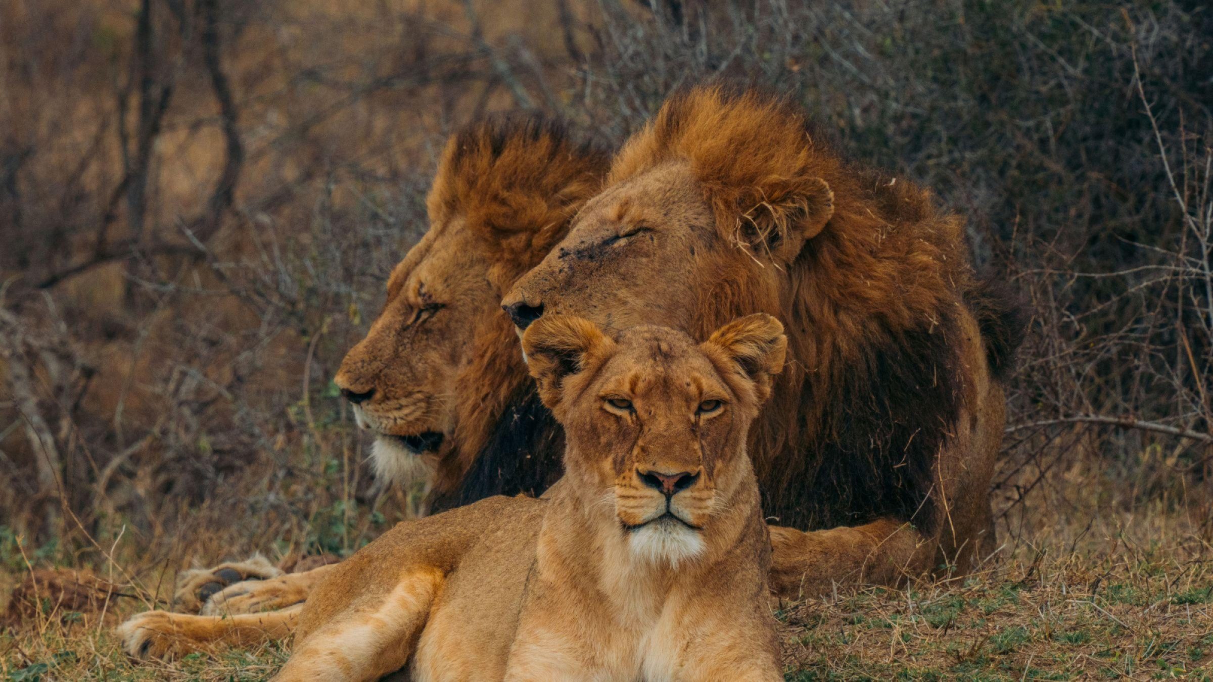 Big 5 safari - M&C Serondella pride - hero