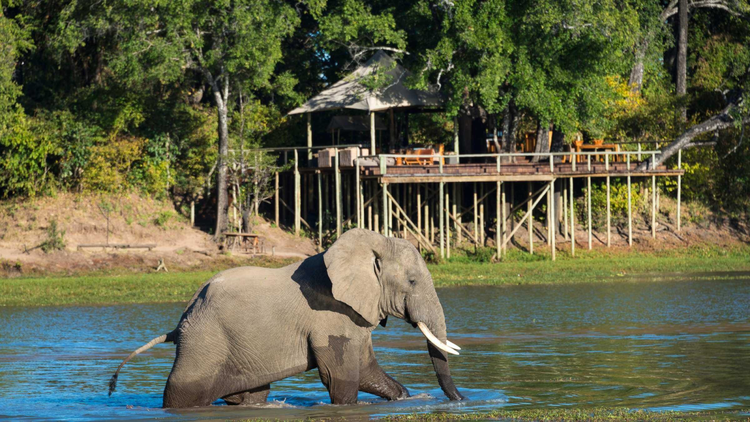 Chindeni Bush Camp hero image of elephant passing in front of the camp, wading through river