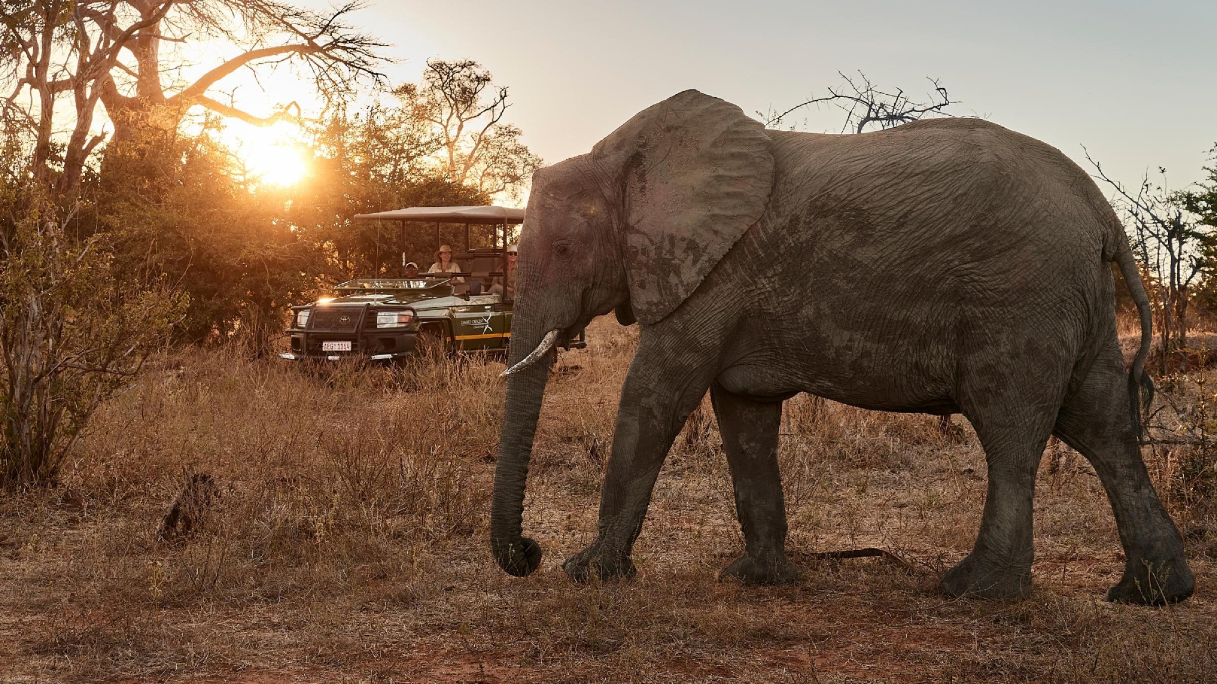 Elephant at Victoria Falls River Lodge