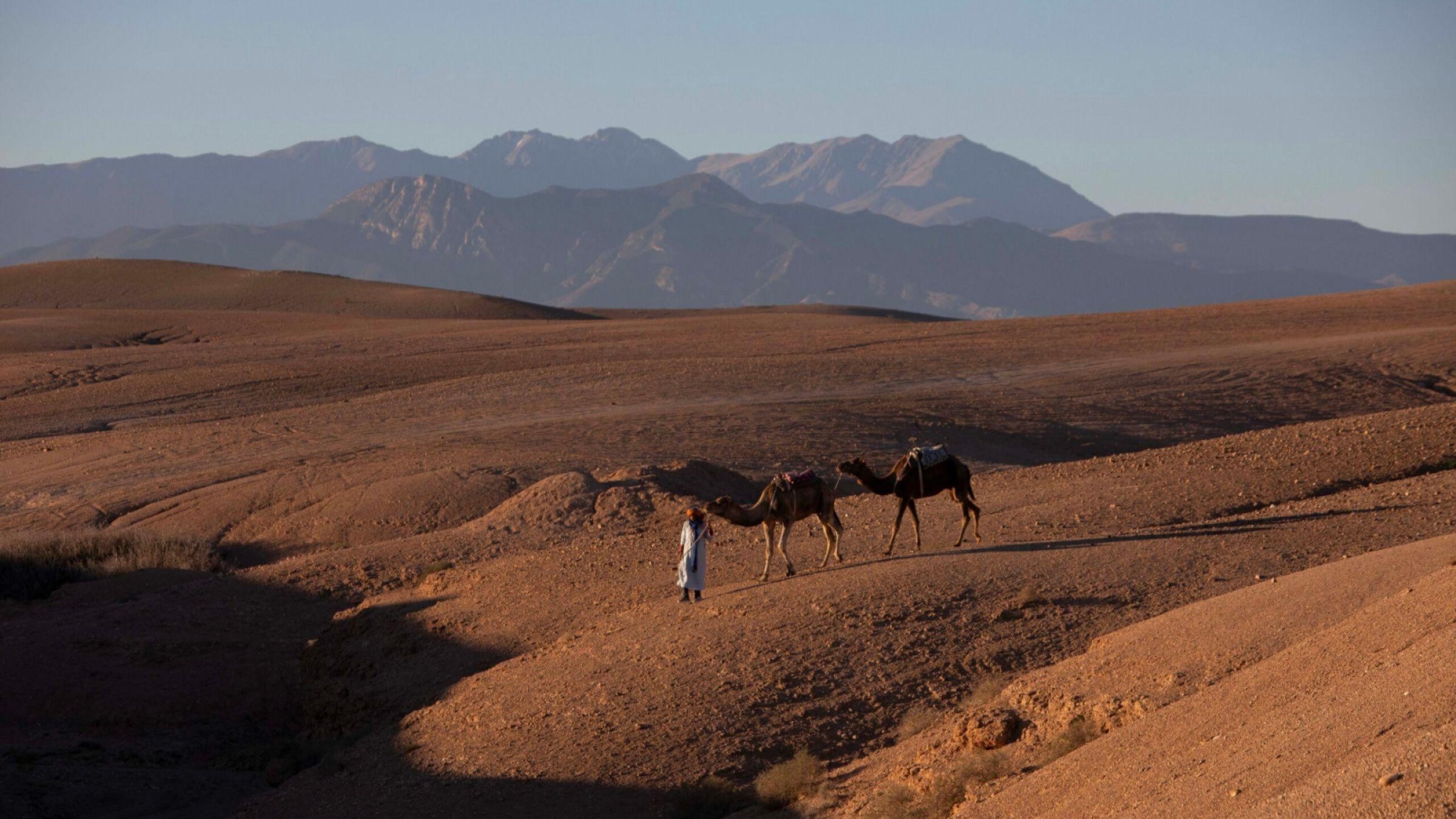 Inara Camp - Hero. Camel Shepard leads two camels in desert
