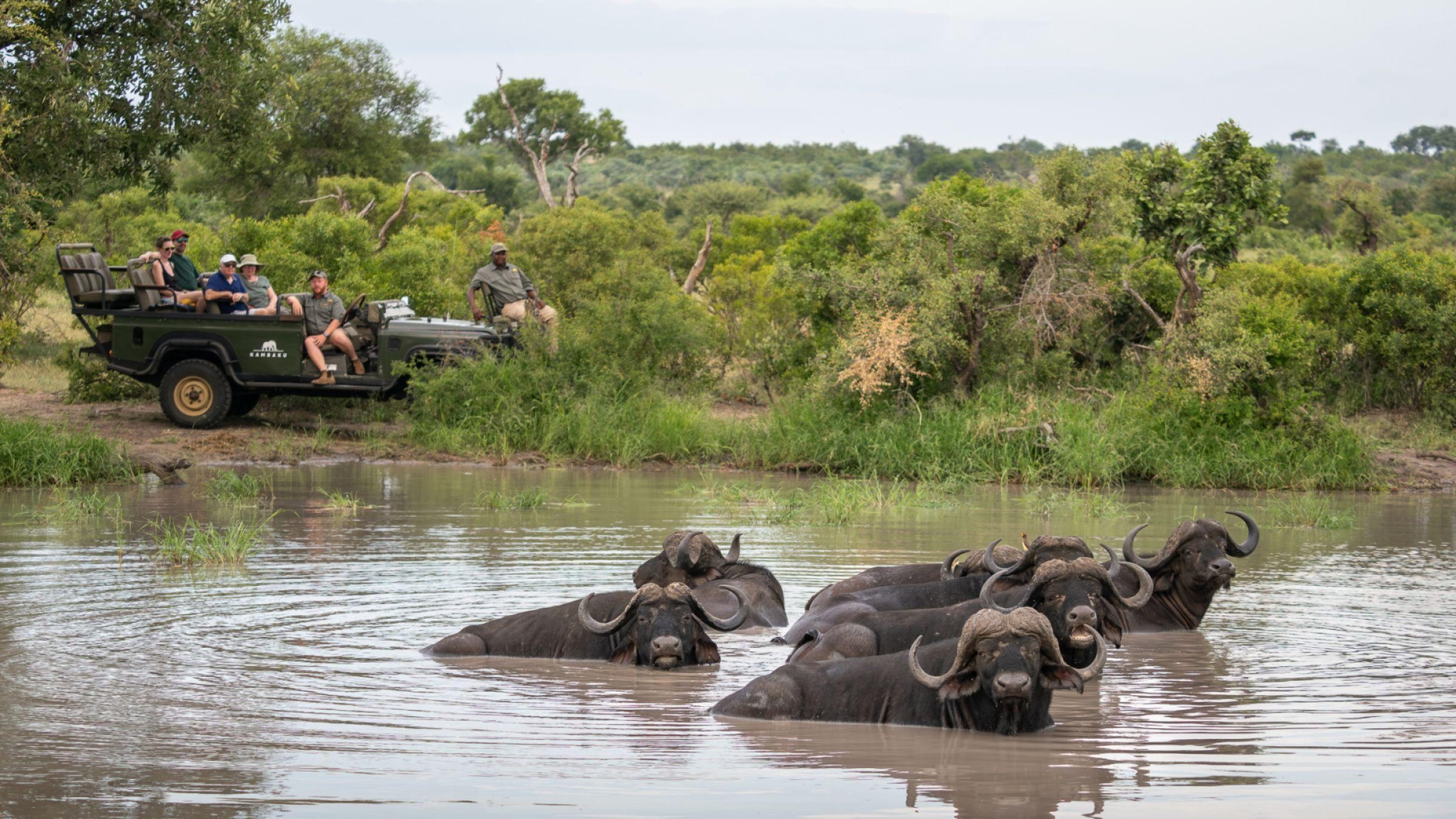 Kambaku Buffalo on game drive - hero