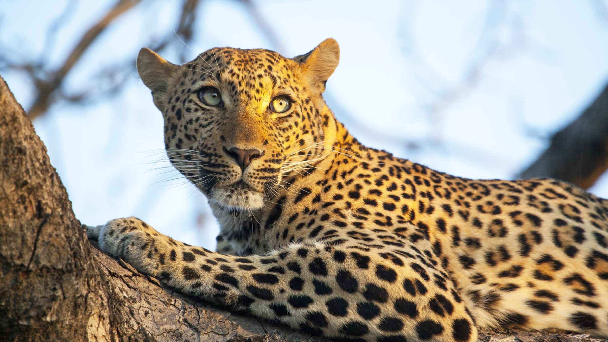 leopard in sabi sands south africa andre_fourie