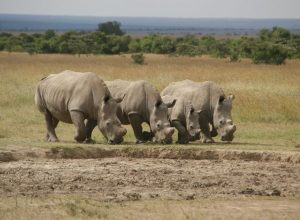 STR image white rhinos grazing