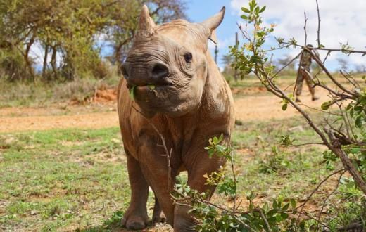Save the Rhino Calf