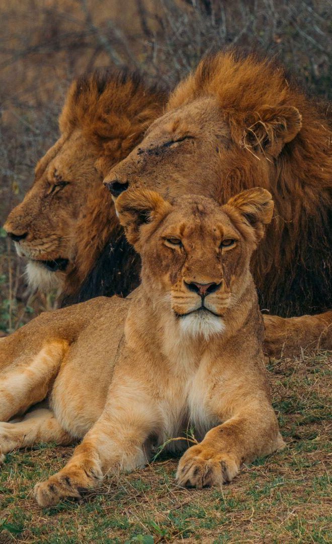 Big 5 safari - M&C Serondella pride