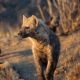 Spotted Hyena