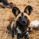 Wild Dog