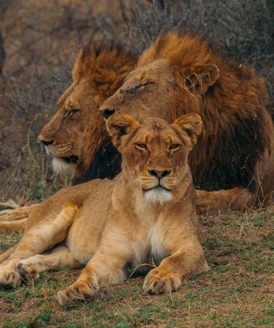Big 5 safari - M&C Serondella pride