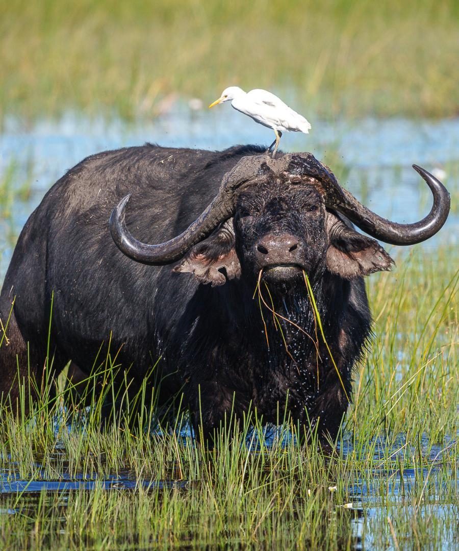 Buffalo in deep water with a bird on its head in Botswana