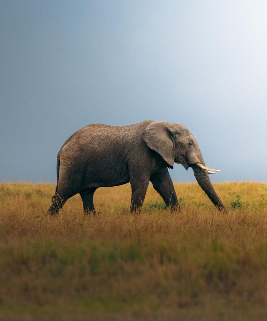 Elephant walking through grass