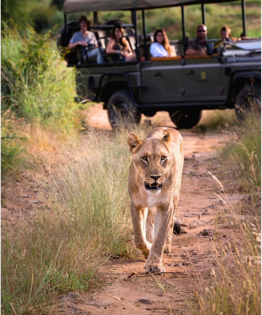 family spotting a lion on safari game drive in South Africa