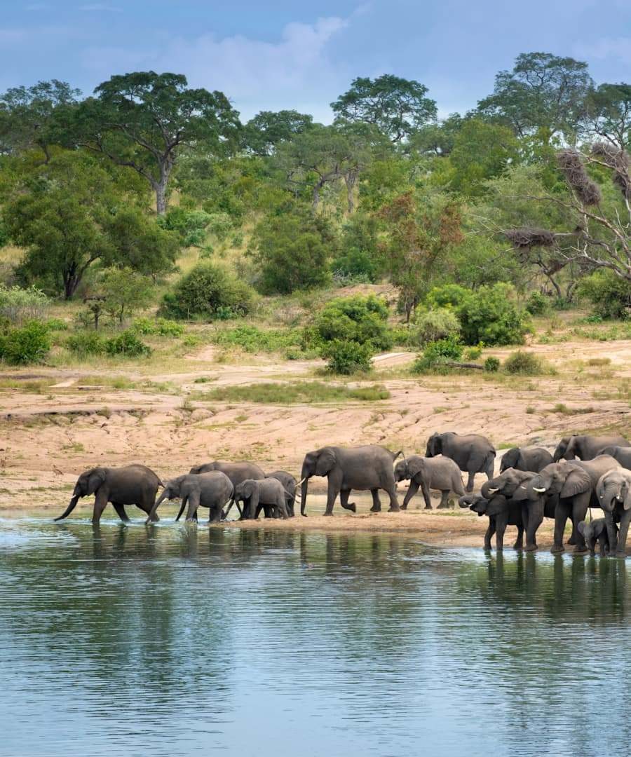Elephants drinking from a watering hole on a South Africa safari