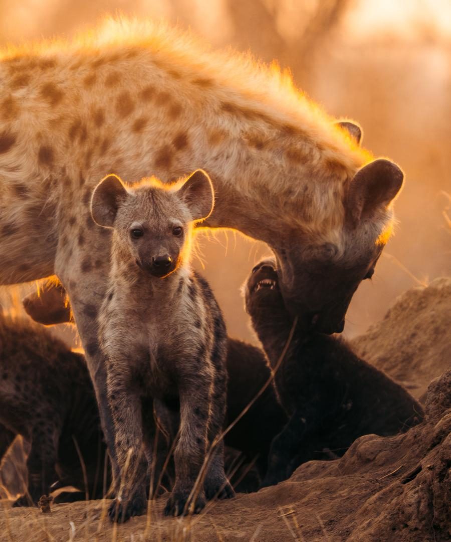Female Hyena with her young