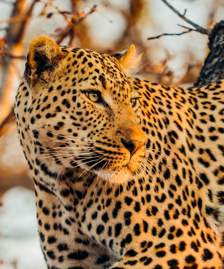 close up of a leopard in a tree
