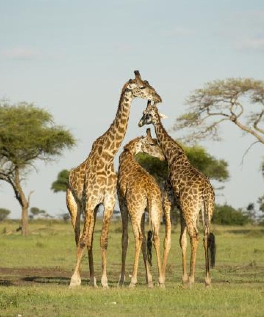 giraffes