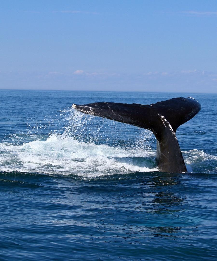 Whale tail above water