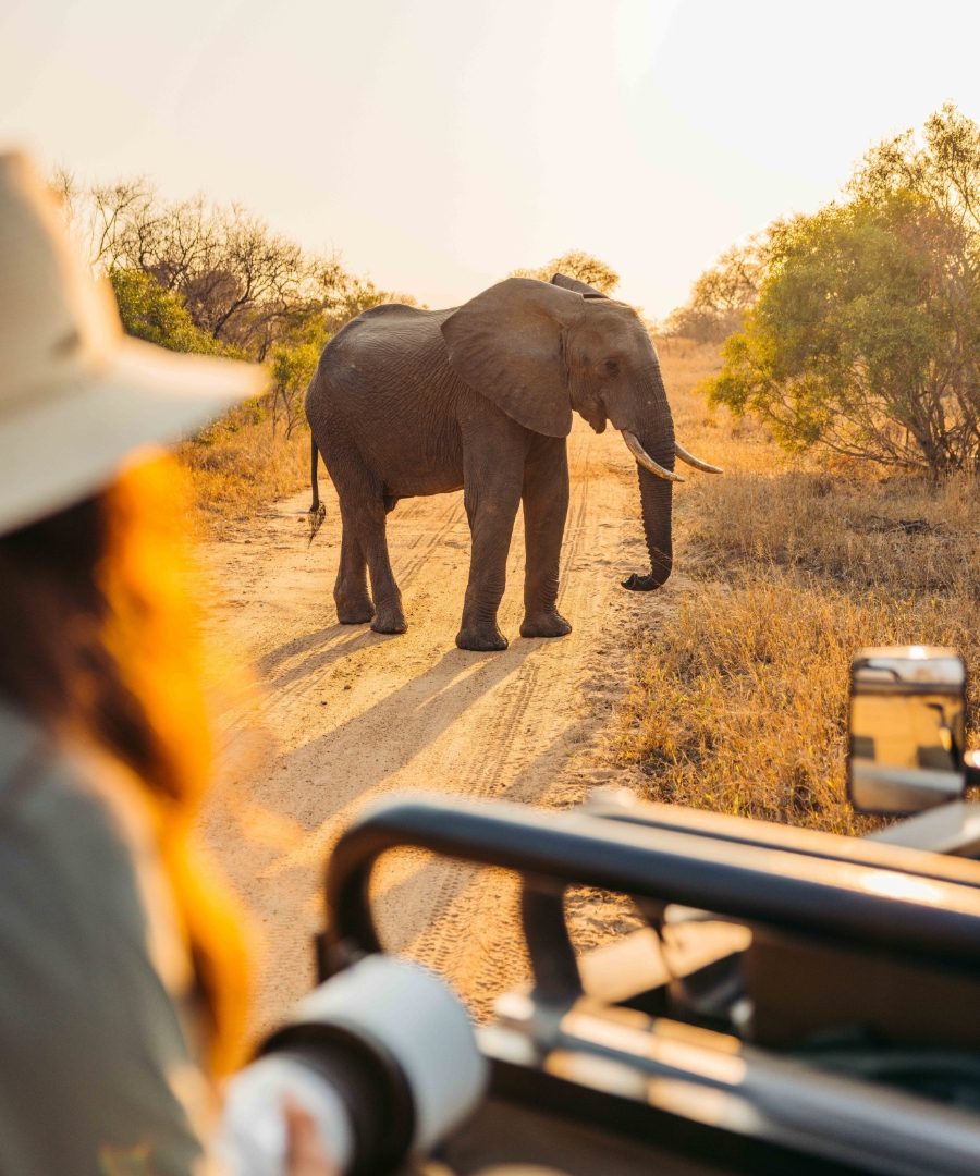 elephant at sunrise on safari Mahlatini