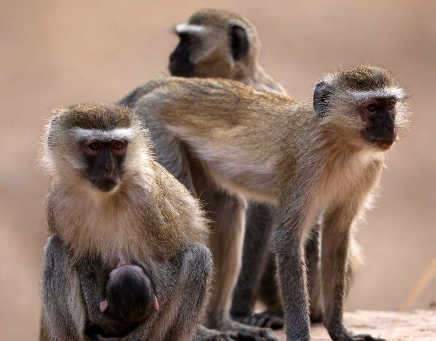 Three monkeys and baby monkey suckling