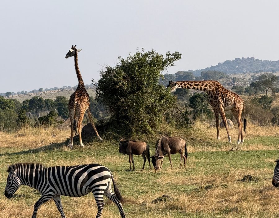 zebra, wildebeest and giraffe
