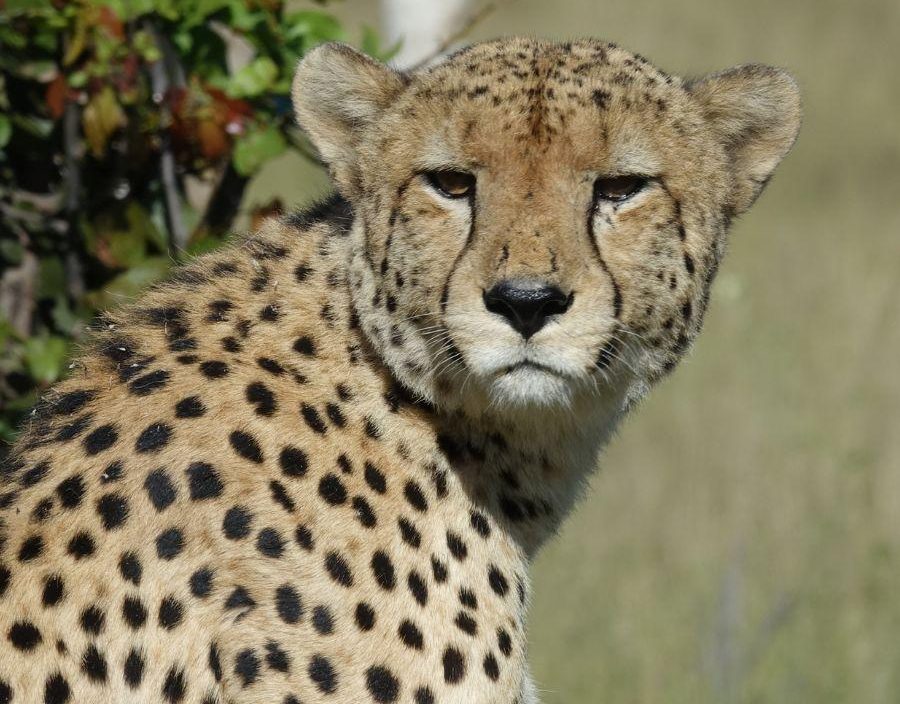 Cheetah close up photograph from safari