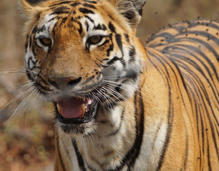 Tiger in India