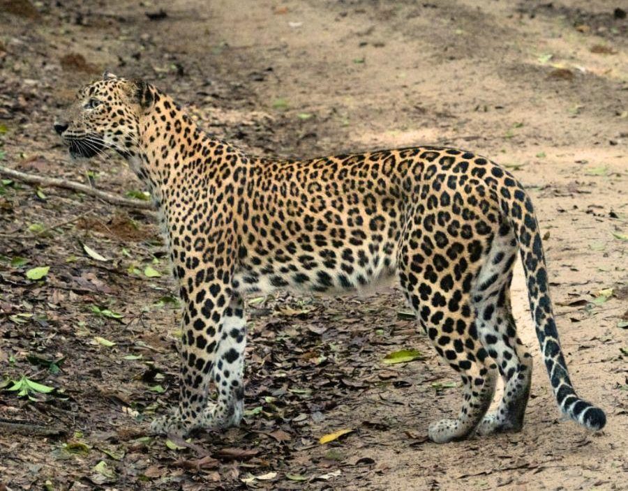 Leopard in Sri Lanka