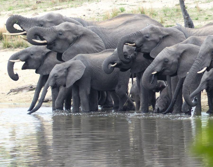 Conner Armstrong - elephant herd drinking from water