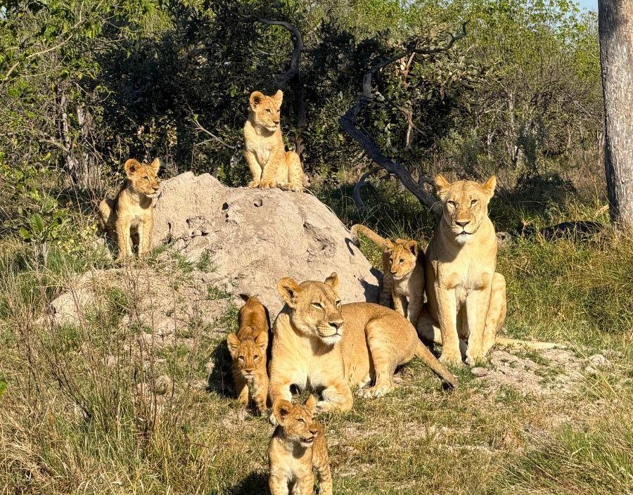 lioness with cubs