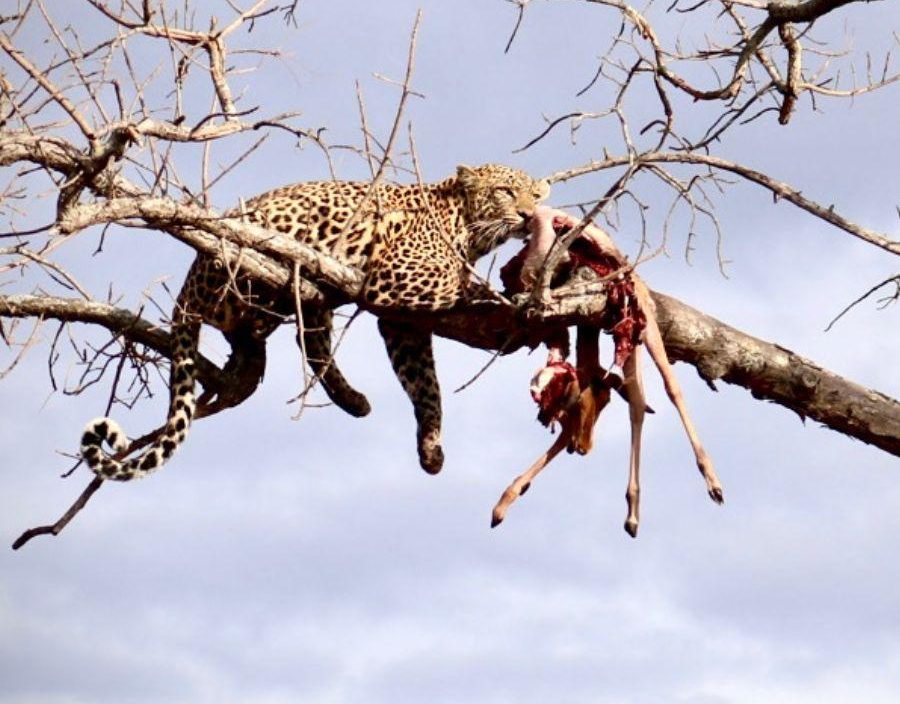 Leopard guards its kill on a tree branch