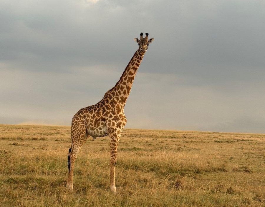 Giraffe standing on Maasai Mara Plains