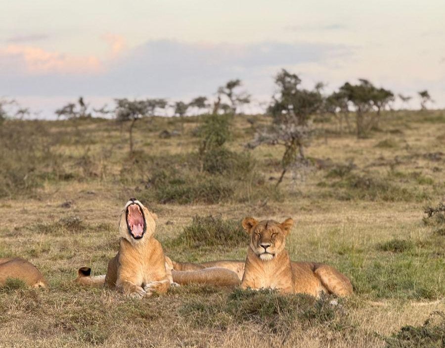 Two lionesses look into the camera