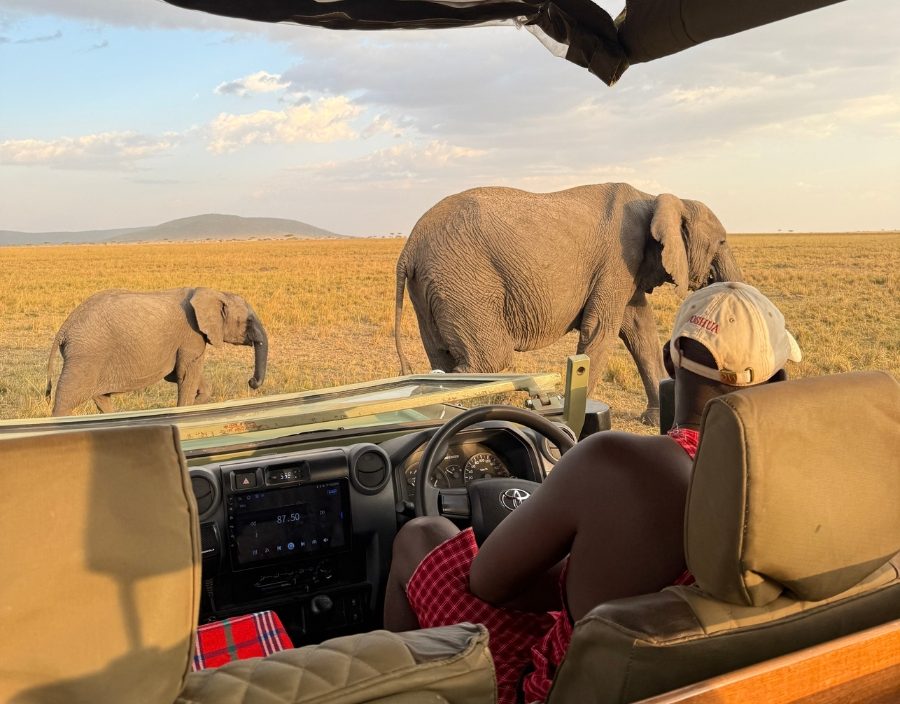 elephants walk in front of game vehicle in kenya
