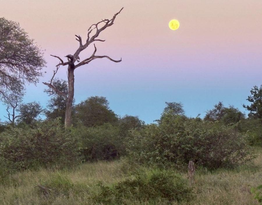 Sunset in the Kruger National Park